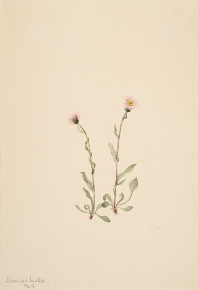 Erigeron rosado, 1904 de Mary Vaux Walcott