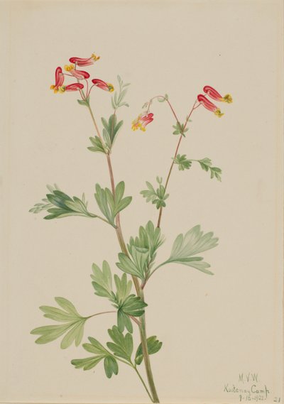 Fumaria rosa Capnoides sempervirens de Mary Vaux Walcott