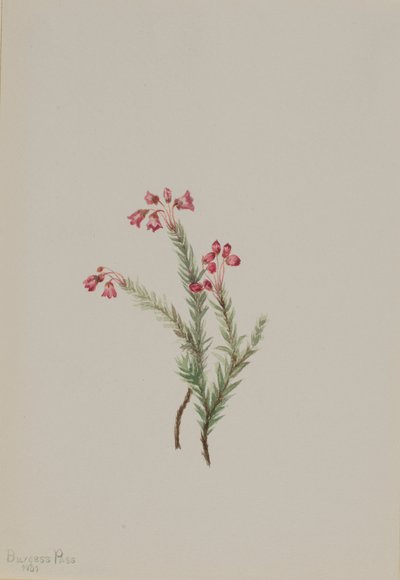 Brezo rosado Phyllodoce empetriformis, 1901 de Mary Vaux Walcott