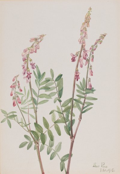 Hedysarum rosa Hedysarum americanum, 1918 de Mary Vaux Walcott