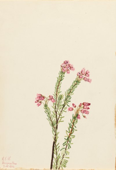 Brezo rosado de montaña (Phyllodoce empetriformis) de Mary Vaux Walcott