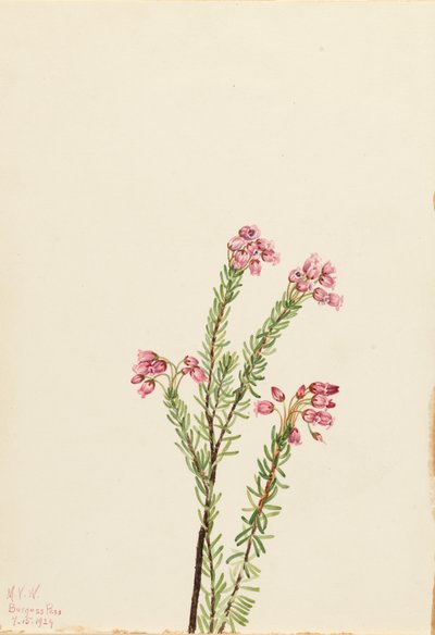 Brezo de montaña rosa Phyllodoce empetriformis, 1924 de Mary Vaux Walcott