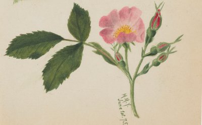 Rosa rosa, 1875 de Mary Vaux Walcott