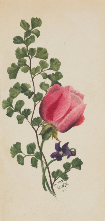 Rosa con Violeta de Mary Vaux Walcott