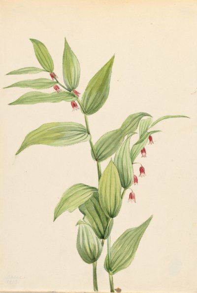 Tallo retorcido rosa (Streptopus curvipes) de Mary Vaux Walcott