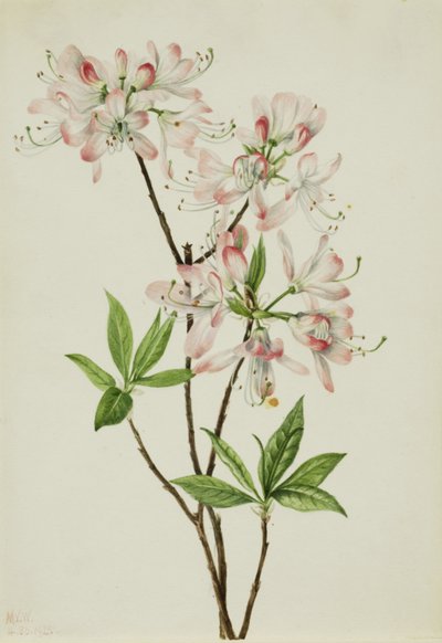 Azalea Pinkshell Azalea vaseyi de Mary Vaux Walcott