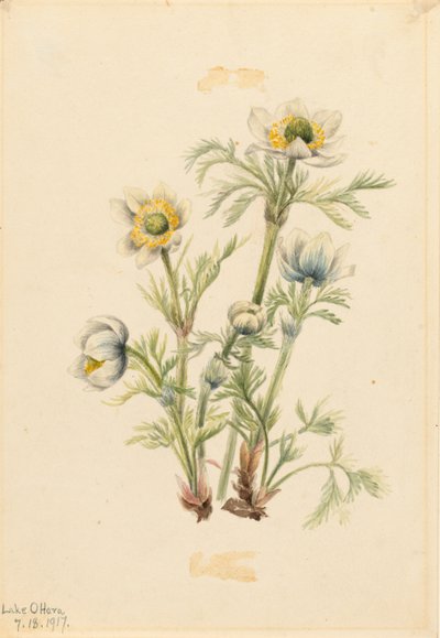 Anémona de penacho (Pulsatilla occidentalis) de Mary Vaux Walcott
