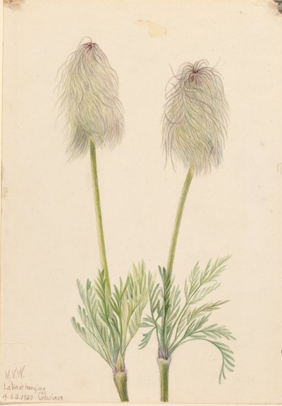 Anémona de penacho (Pulsatilla occidentalis) de Mary Vaux Walcott