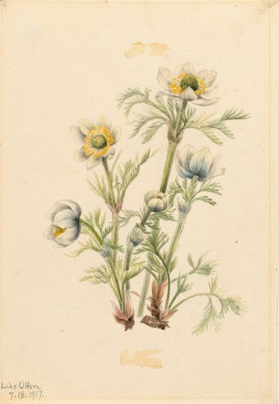 Anémona de pluma Pulsatilla occidentalis de Mary Vaux Walcott