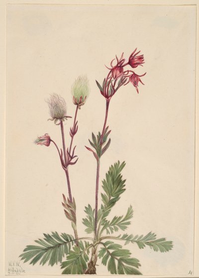 Humo de pradera (Sieversia ciliata) de Mary Vaux Walcott