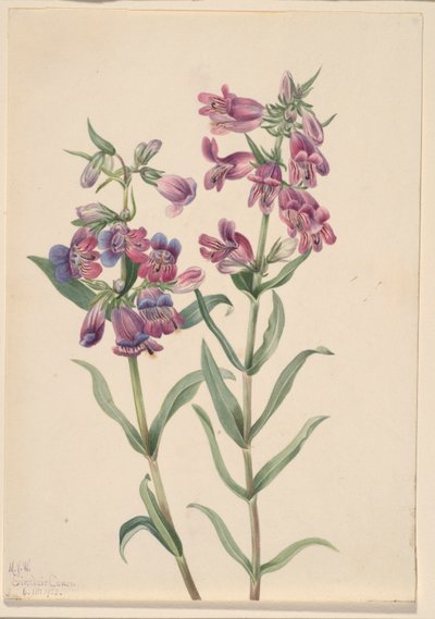 Pentstemon de pradera (Pentstemon erianthera) de Mary Vaux Walcott