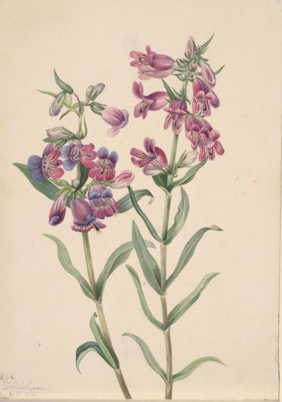 Pentstemon de la pradera Pentstemon erianthera, 1923 de Mary Vaux Walcott