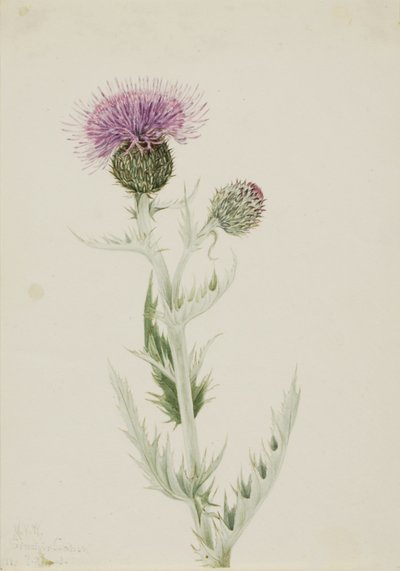 Cardo de las praderas (Cirsium undulatum) de Mary Vaux Walcott