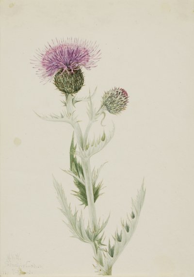 Cardo de la pradera (Cirsium undulatum), 1923 de Mary Vaux Walcott