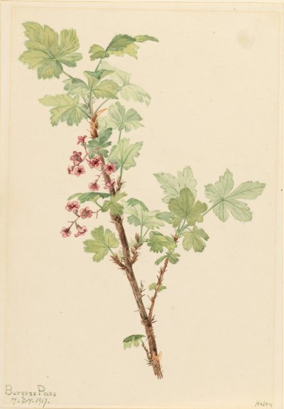 Grosellero espinoso (Ribes lacustre) de Mary Vaux Walcott