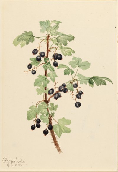 Grosellero espinoso (Ribes lacustre) de Mary Vaux Walcott