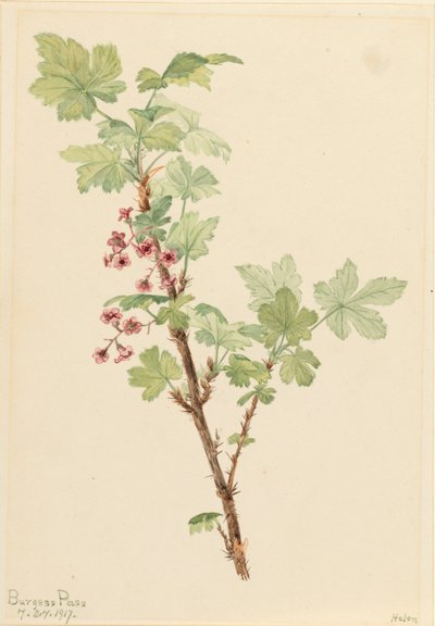 Grosellero espinoso Ribes lacustre de Mary Vaux Walcott