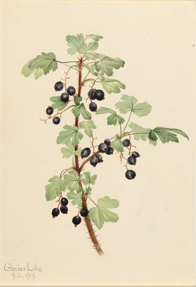 Grosellero Espinoso Ribes lacustre, 1919 de Mary Vaux Walcott