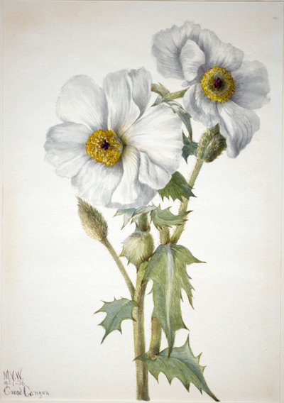 Amapola espinosa Argemone hispida, 1936 de Mary Vaux Walcott