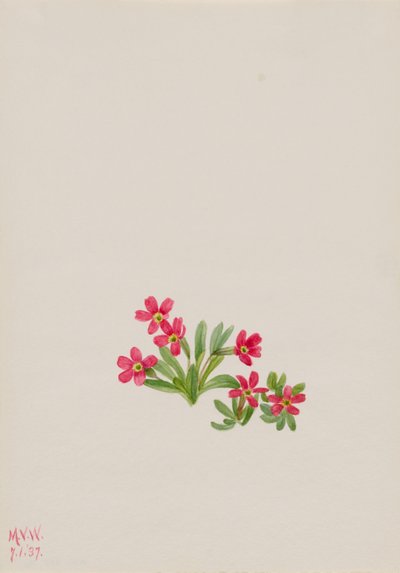 Prímula (Primula angustifolia) de Mary Vaux Walcott