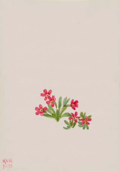 Primavera Primula angustifolia, 1937 de Mary Vaux Walcott