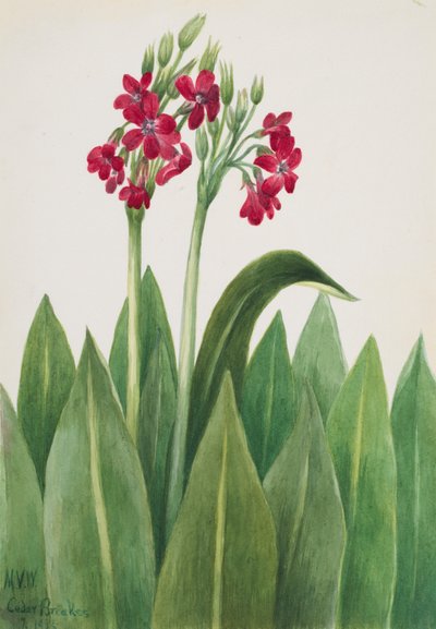 Primavera Primula parryi, 1938 de Mary Vaux Walcott