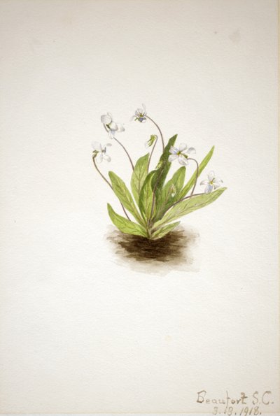Viola primulifolia, 1918 de Mary Vaux Walcott