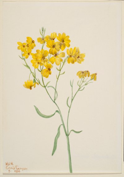 Psilostrophe sparsiflora de Mary Vaux Walcott