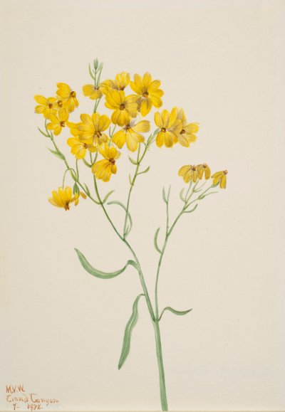 Psilostrophe sparsiflora, 1938 de Mary Vaux Walcott