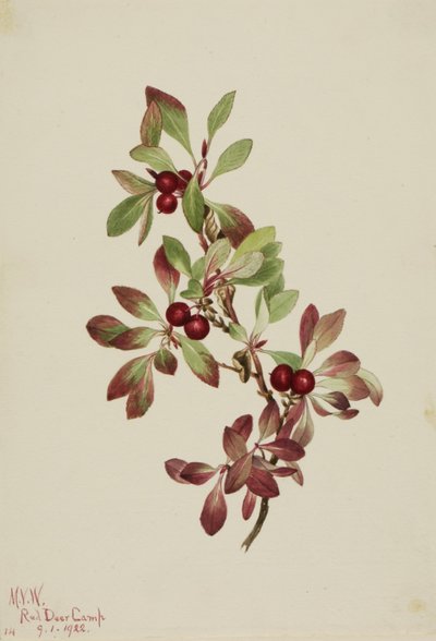 Artemisa (Arctous alpina) de Mary Vaux Walcott