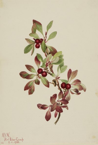 Arctous alpina, 1922 de Mary Vaux Walcott