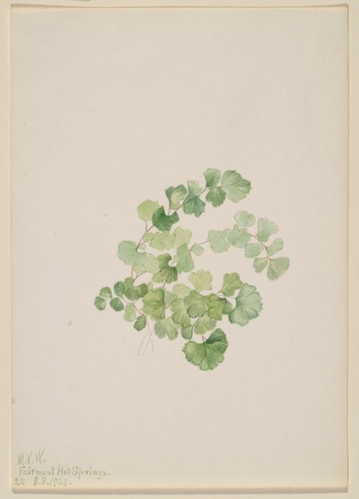 Puccoon (Lithospermum ruderale) de Mary Vaux Walcott