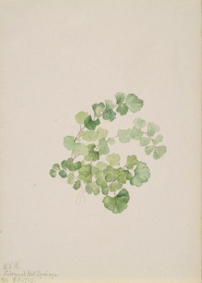 Puccoon Lithospermum ruderale, 1923 de Mary Vaux Walcott