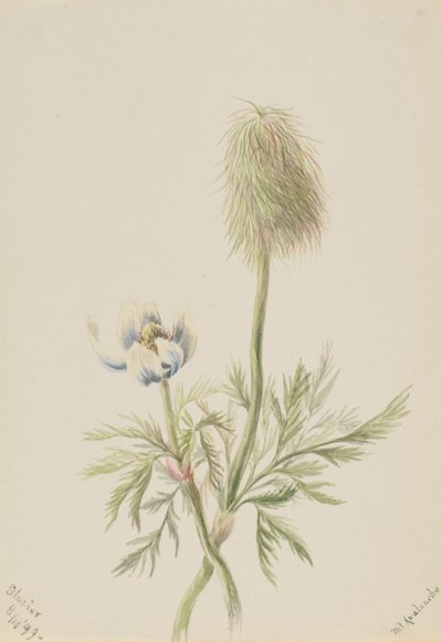 Pulsatilla occidentalis de Mary Vaux Walcott