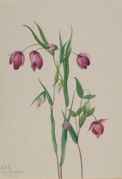 Linterna de hadas morada (Calochortus anoenum) de Mary Vaux Walcott