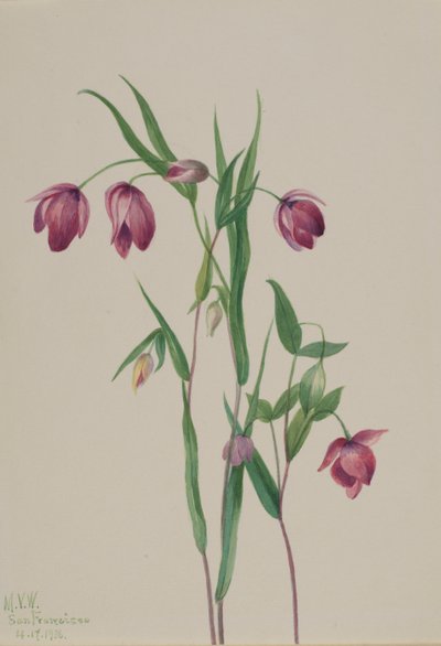 Linterna de hadas púrpura Calochortus anoenum, 1936 de Mary Vaux Walcott