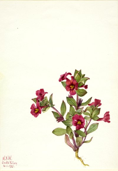 Flor de mono púrpura Mimulus bigelovii, 1935 de Mary Vaux Walcott