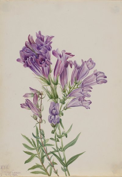Pentstemon púrpura (Pentstemon lyallii) de Mary Vaux Walcott