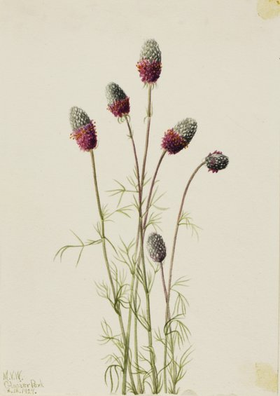Chorlito de las praderas (Petalostemon purpureum) de Mary Vaux Walcott