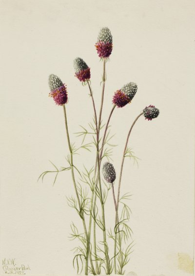 Trébol Púrpura Petalostemon purpureum de Mary Vaux Walcott