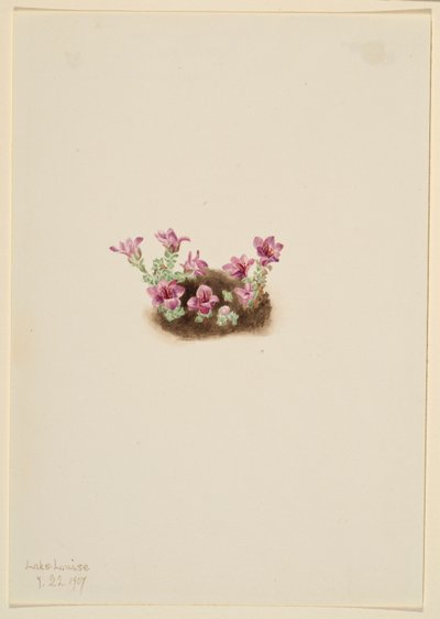 Saxifraga púrpura (Saxifrage oppositifolia) de Mary Vaux Walcott