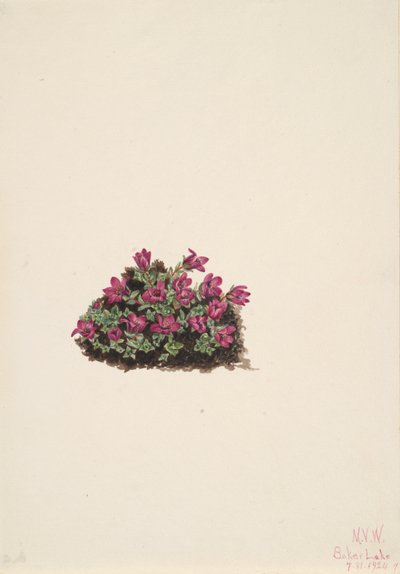 Saxífraga púrpura Saxifraga oppositifolia, 1924 de Mary Vaux Walcott