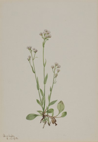 Antennaria racemosa (Antennaria racemosa) de Mary Vaux Walcott