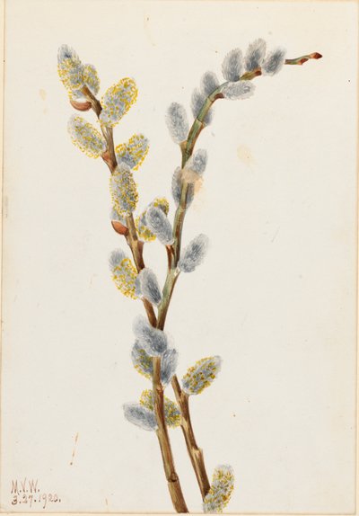 Sauce gatuno Salix discolor, 1920 de Mary Vaux Walcott