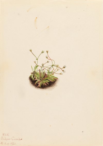 Androsace pigmeo (Androsace subumbellata) de Mary Vaux Walcott