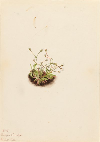 Androsace pigmea Androsace subumbellata de Mary Vaux Walcott