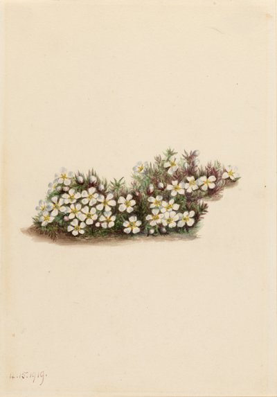 Pyxie (Pyxidanthera barbulata) de Mary Vaux Walcott