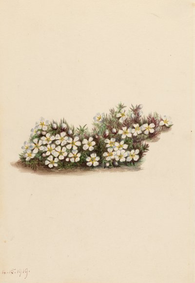 Pyxie Pyxidanthera barbulata, 1919 de Mary Vaux Walcott