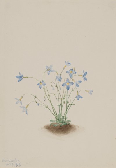Houstonia caerulea (Houstonia caerulea) de Mary Vaux Walcott