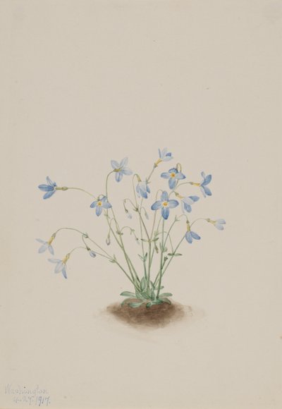 Quakerladies Houstonia caerulea, 1917 de Mary Vaux Walcott